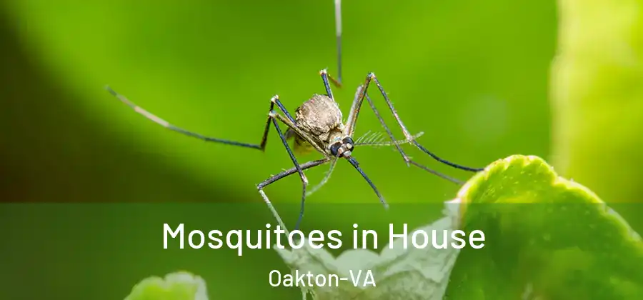  Mosquitoes in House Oakton-VA