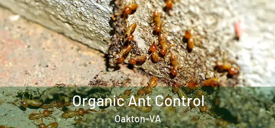  Organic Ant Control Oakton-VA