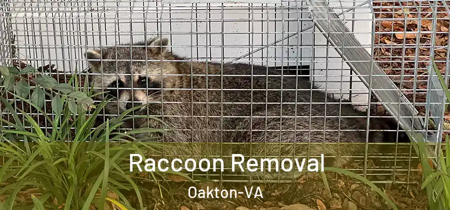 Raccoon Removal Oakton-VA