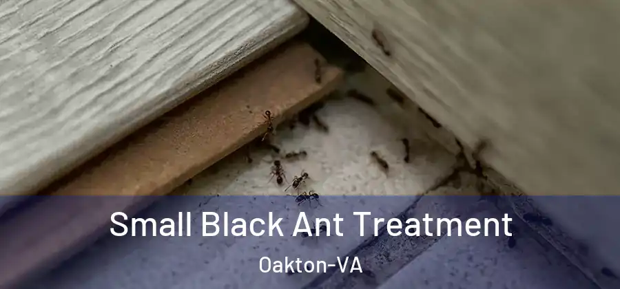  Small Black Ant Treatment Oakton-VA