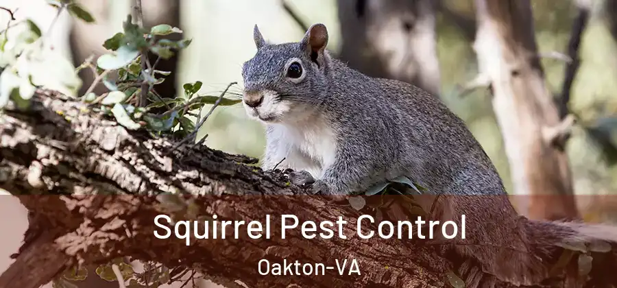 Squirrel Pest Control Oakton-VA