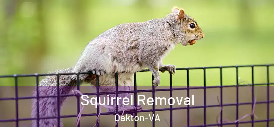  Squirrel Removal Oakton-VA