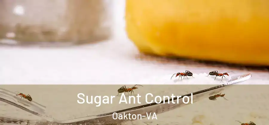  Sugar Ant Control Oakton-VA