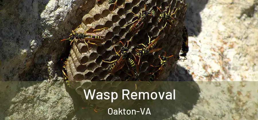  Wasp Removal Oakton-VA